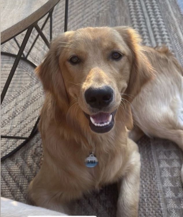 Bali, a golden, smiling from a patio chair