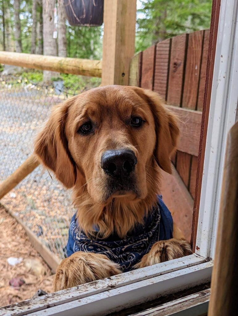 Binx, a red golden in a bandana, peeking in through the door