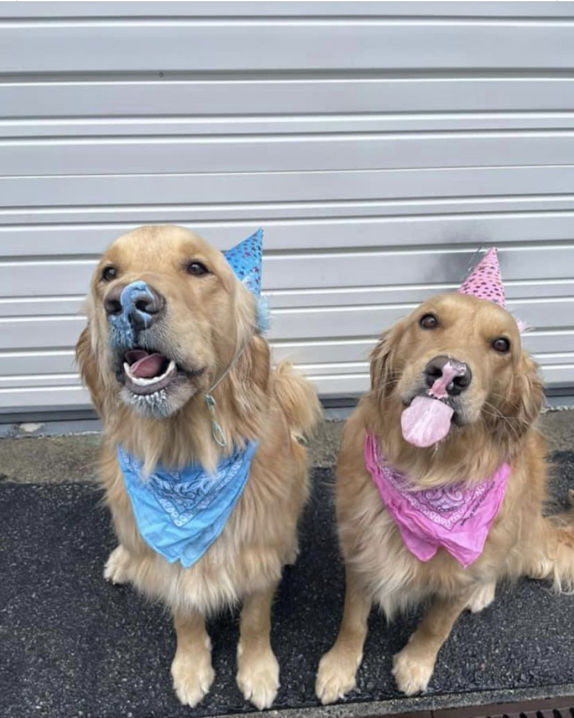 Goldens in matching birthday bandanas