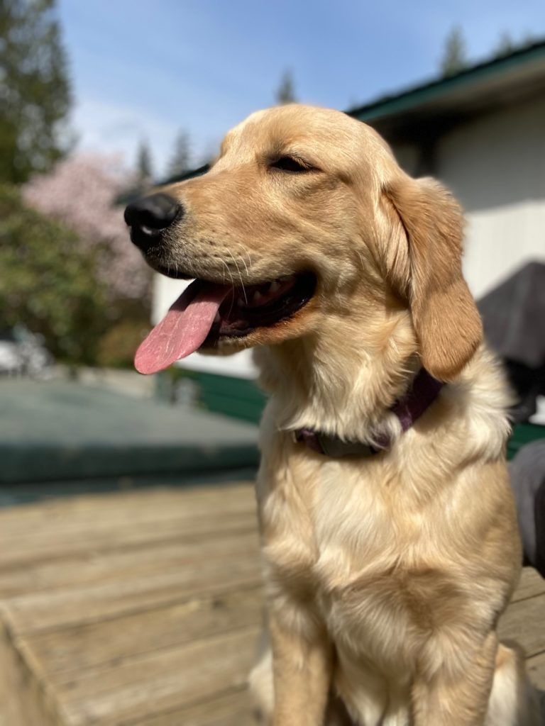 Cashew, a golden, panting happily on the deck