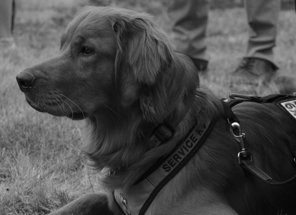 Ci, a golden in a service-dog harness, in black and white