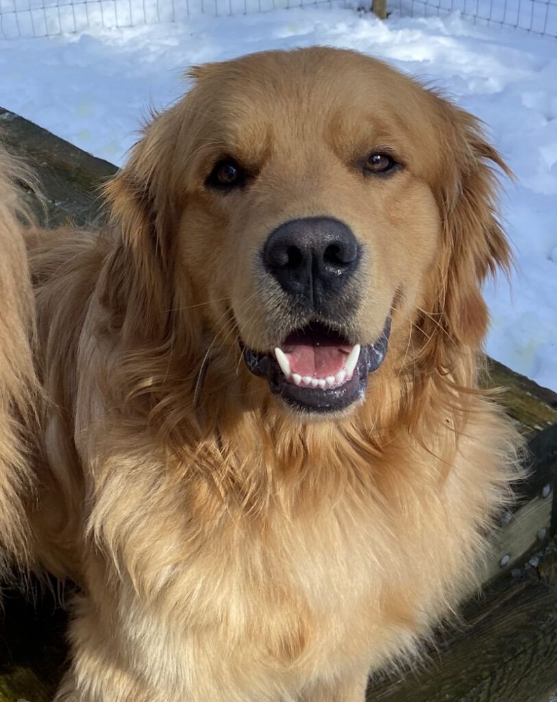 Cooper, a golden, smiling in the snow