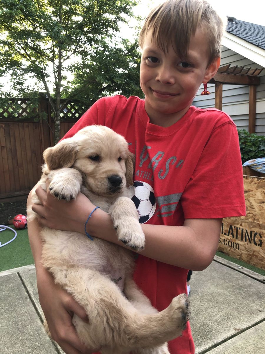 A young boy hugging his new golden puppy