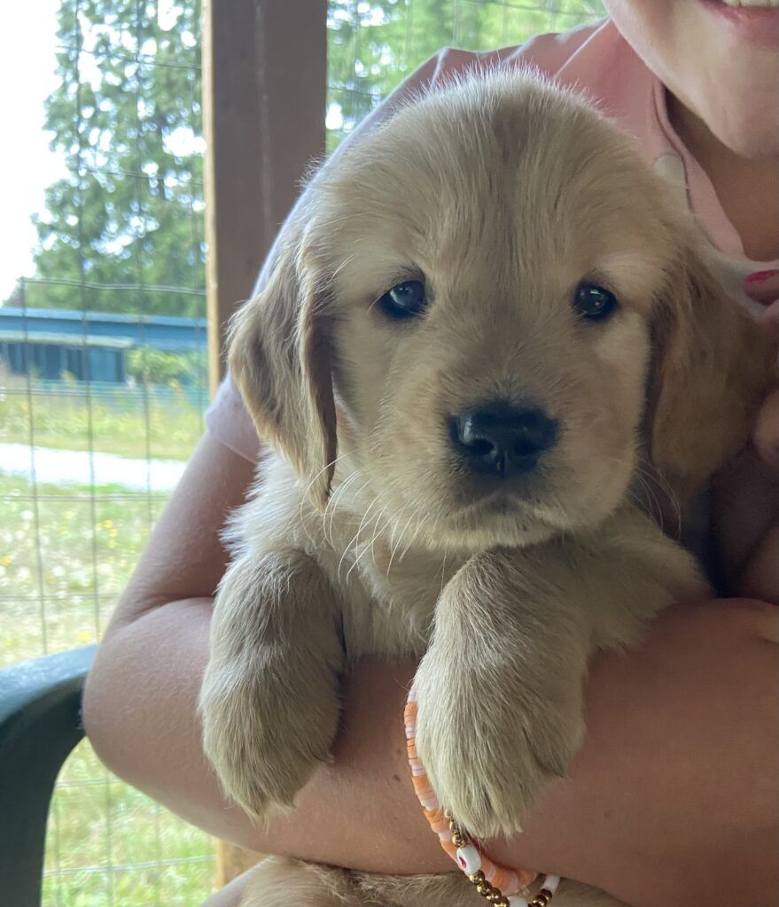 Gillie as a fluffy puppy, held up to the camera