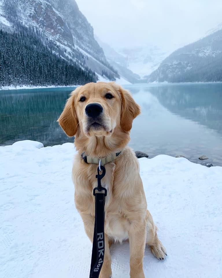A golden by the lake
