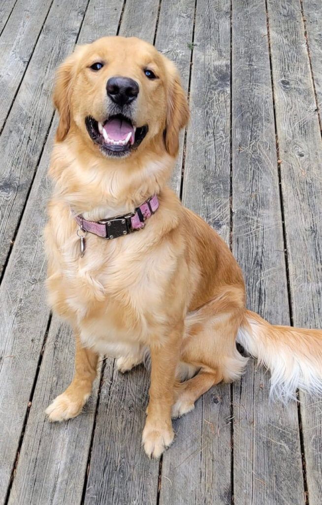 Honey, a golden in a pink collar, sitting on the deck