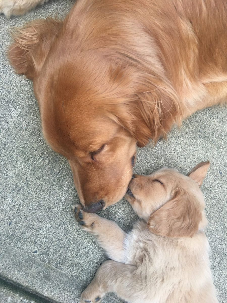 A golden retriever mama gently nuzzling her sleeping puppy on a rug
