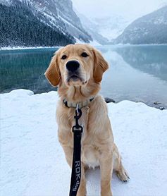 Bugg, grown golden
