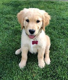 Charlie, grown golden