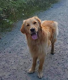 Ferris, grown golden