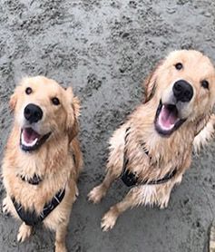 Marley and Bentley, two grown goldens