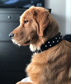 Whiskey, grown golden