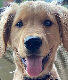 Wrigley, grown golden