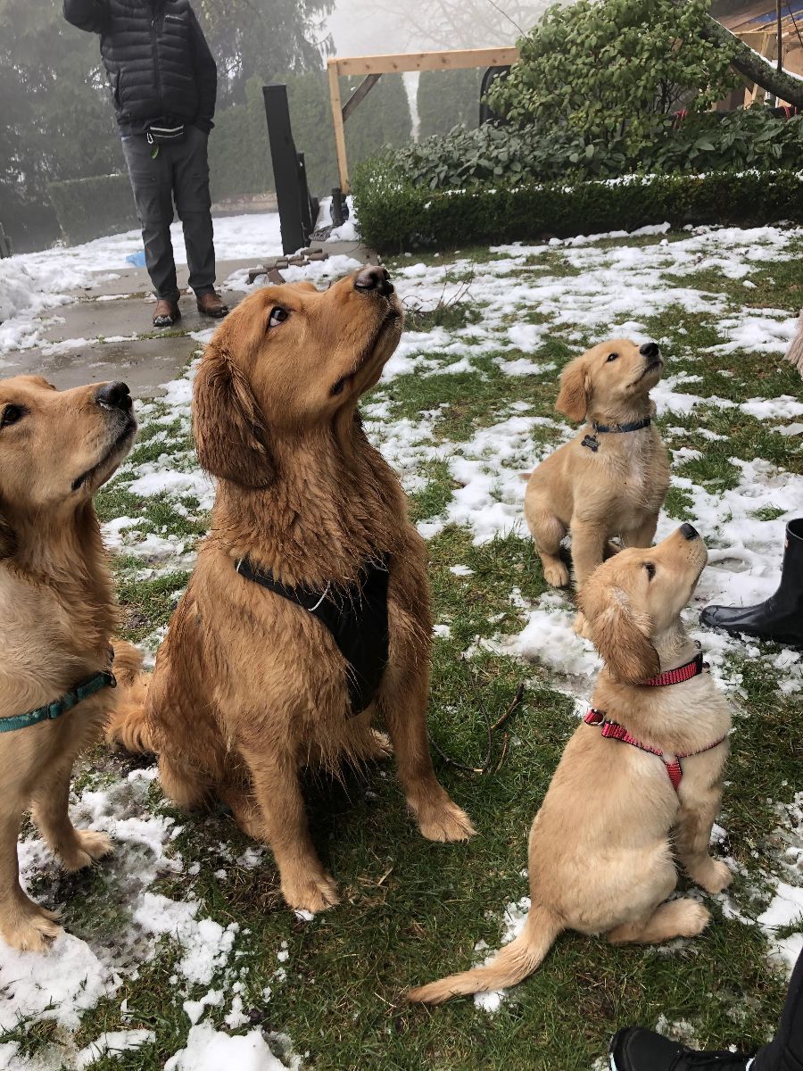 A group of grown goldens playing in the snow