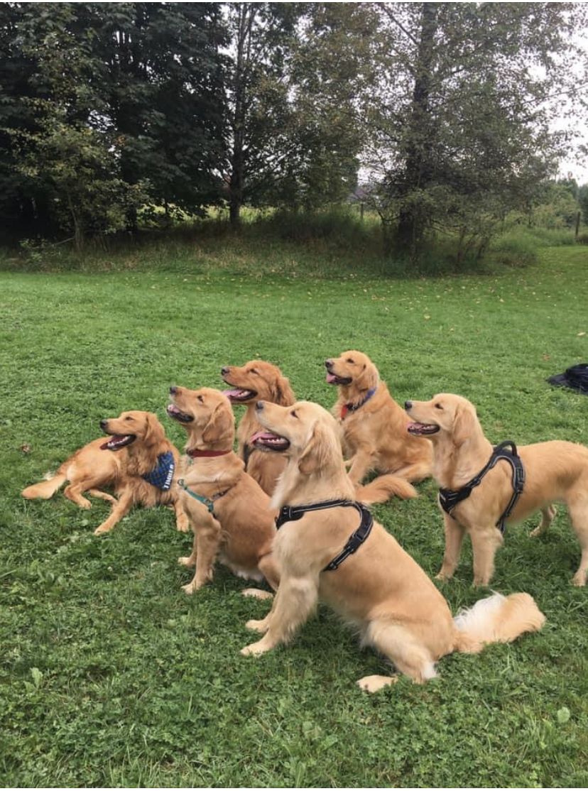 Five grown goldens sitting in a row on the grass