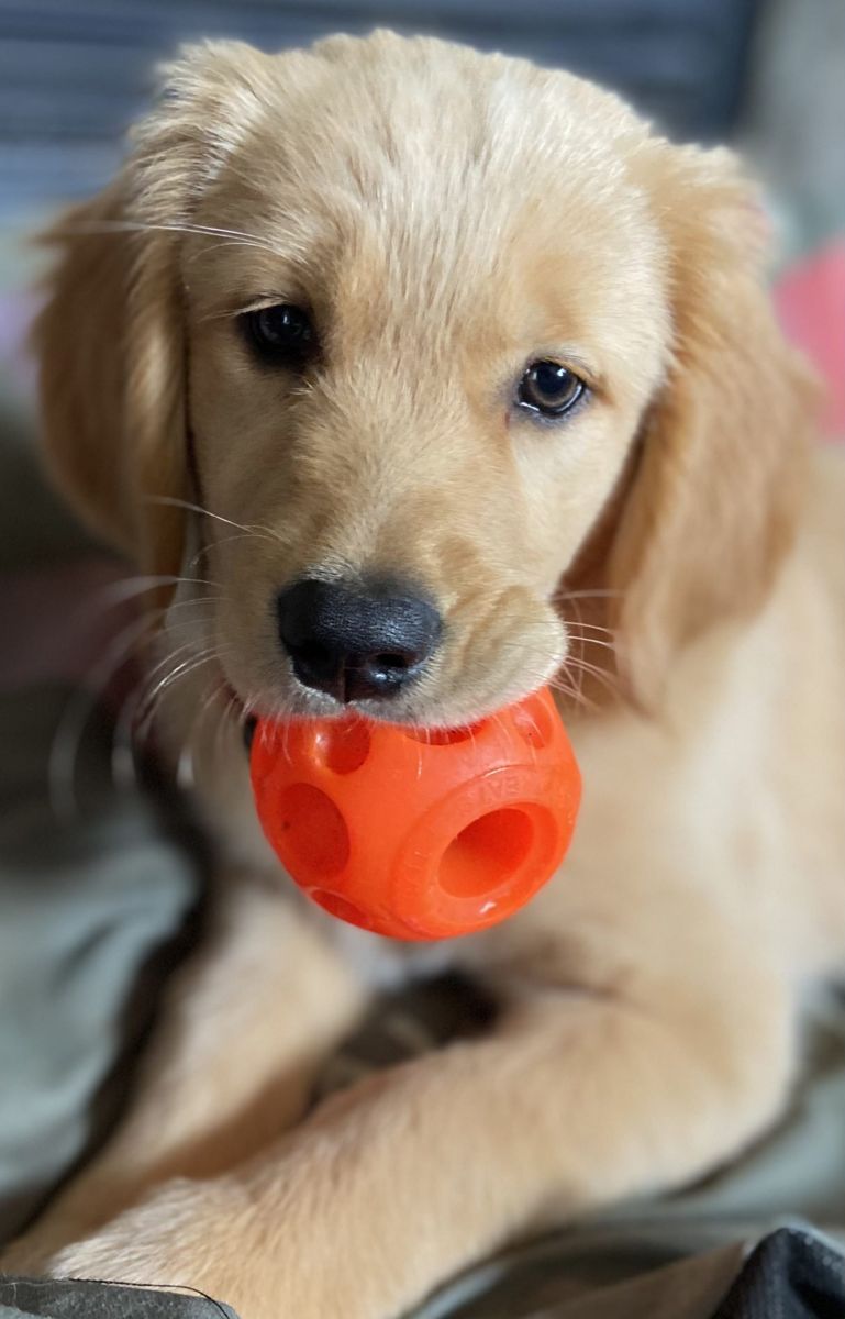 A golden puppy playing with a ball