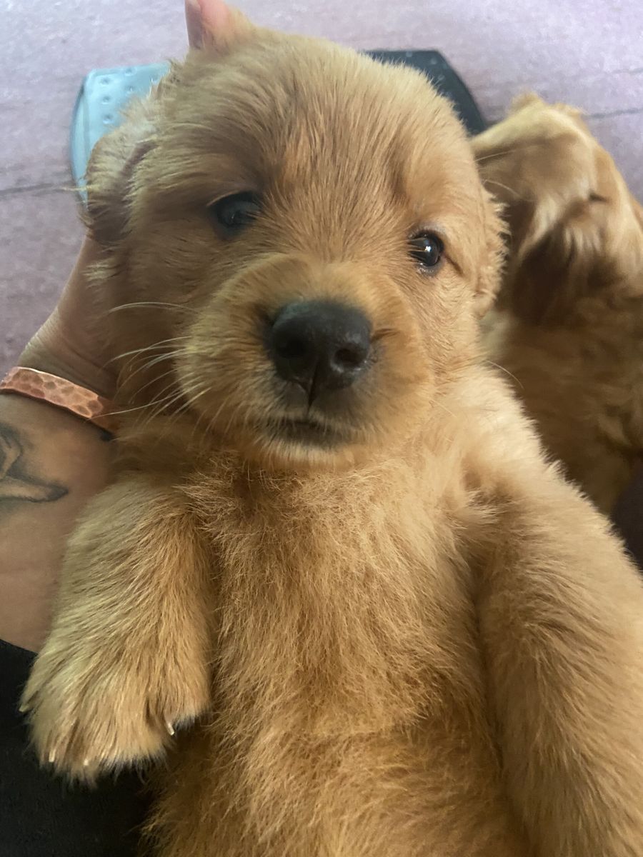 Close-up of a golden puppy's face