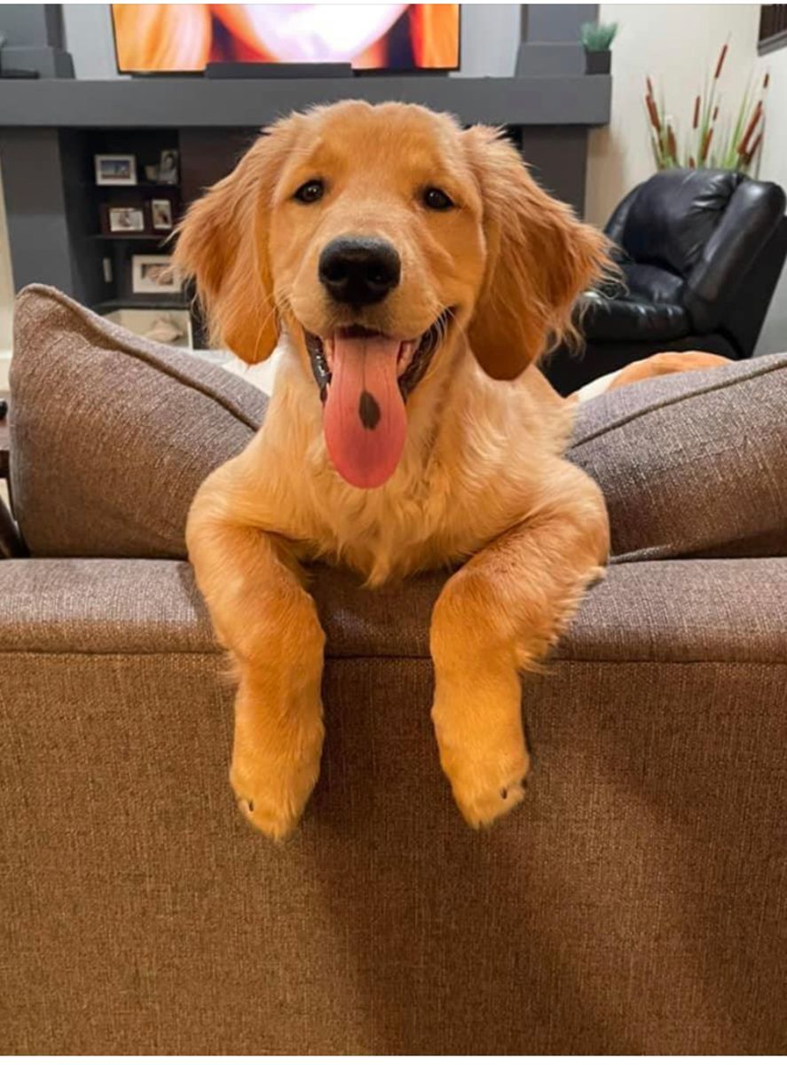 A golden puppy on the couch with its tongue out