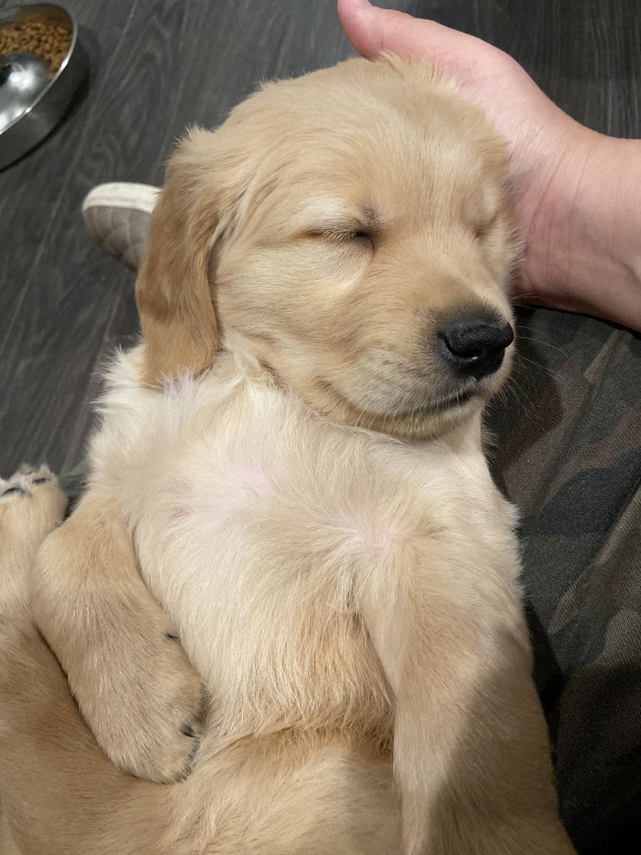 A sleepy golden puppy dozing