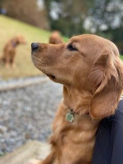 Senna, a deep red golden, gazing off to the side