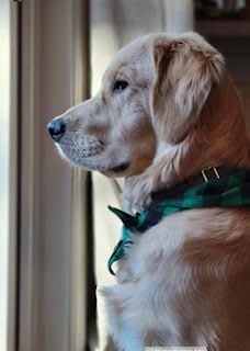 Tenner, a cream-and-red golden in a plaid collar, looking out the window