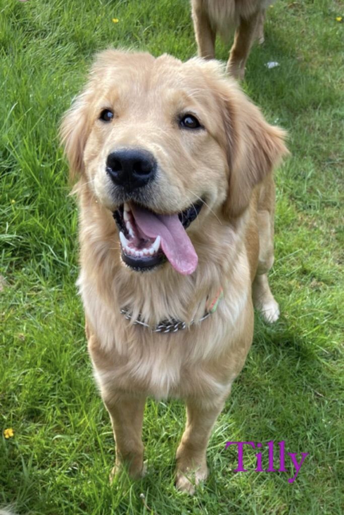 Tilly, a light golden, grinning on the lawn with her tongue out