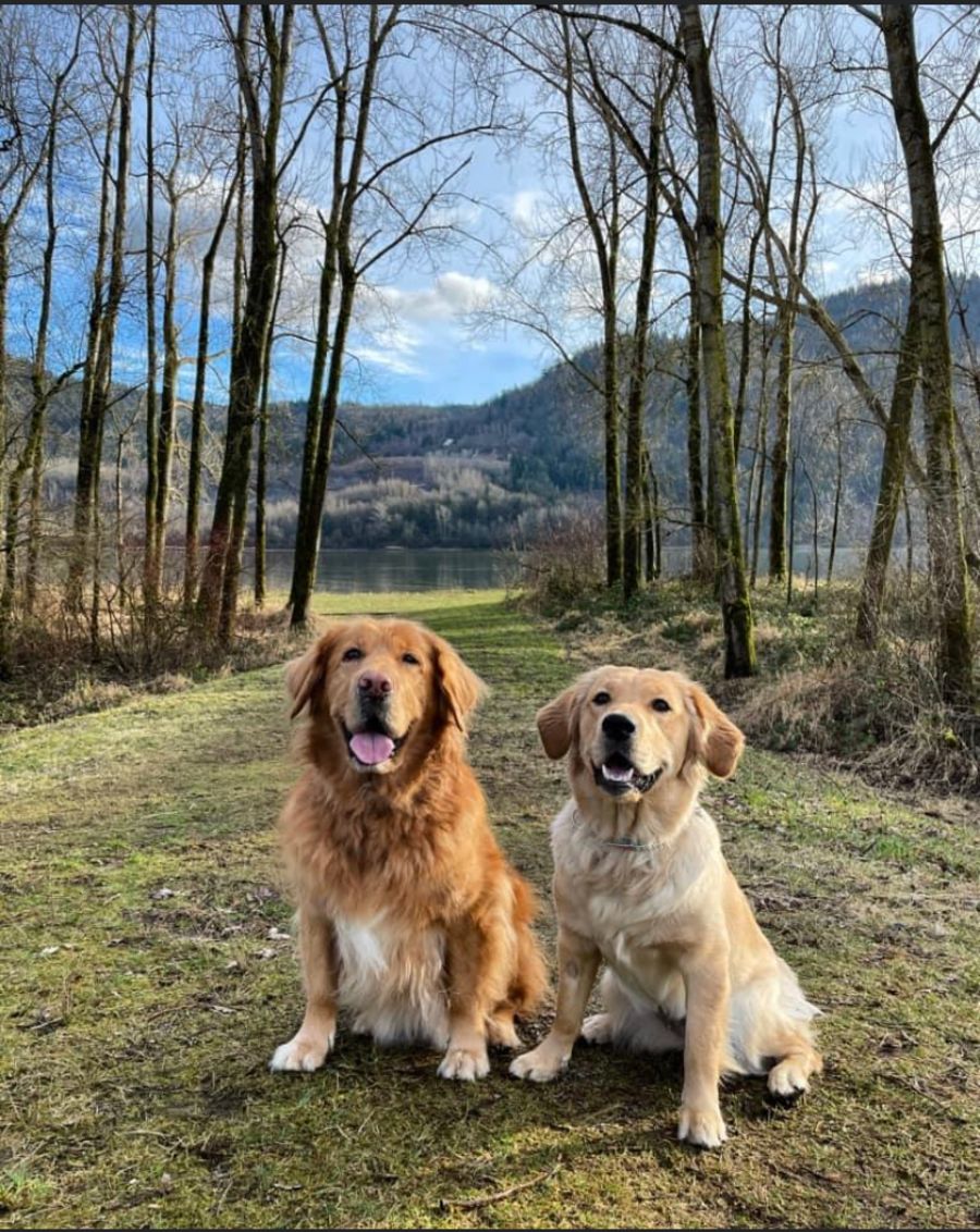 Two goldens out on a forest trail