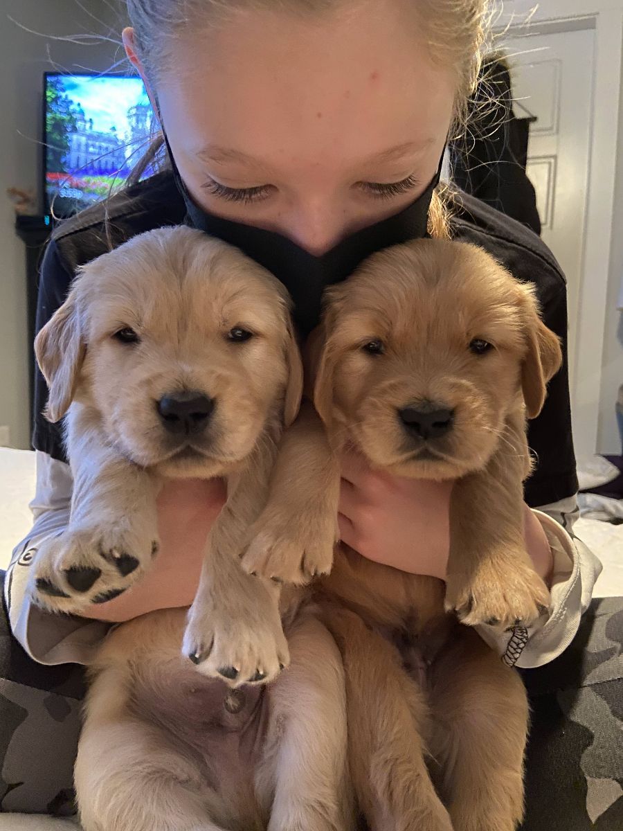 Two seven-week-old golden puppies held up to the camera