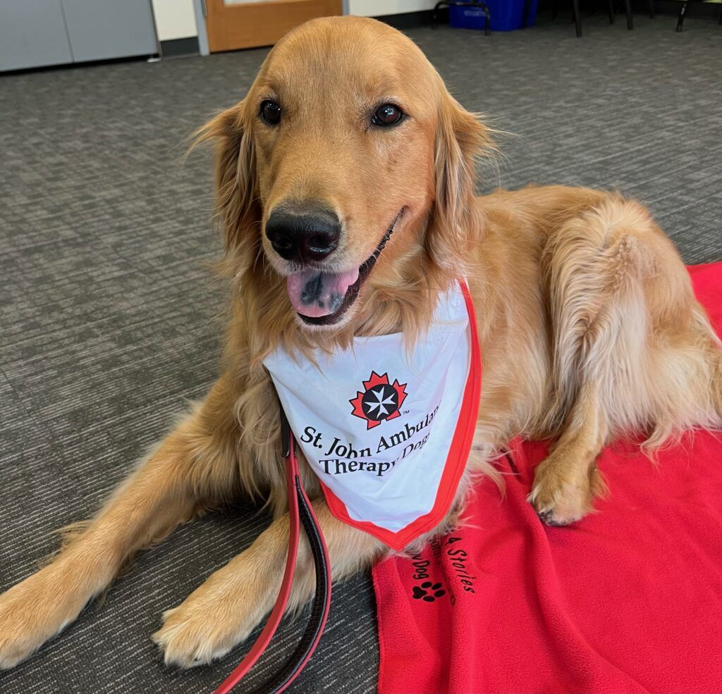 Wilson, a golden wearing a St John Ambulance therapy dog bandana